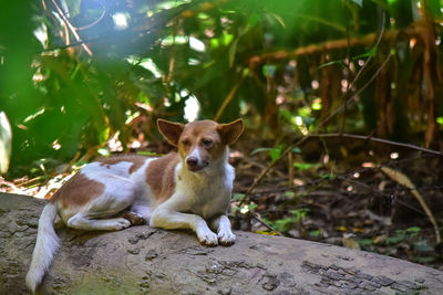 Portrait of dog sitting on ground