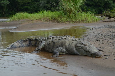 View of a turtle in the lake