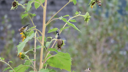 Close-up of bee pollinating flower