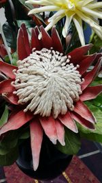 Close-up of flowers