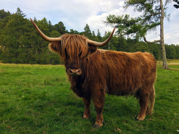 Cow standing on field against sky