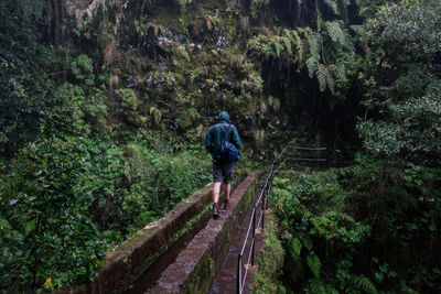 Rear view of man walking on amidst trees in forest