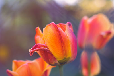 Close-up of orange tulip