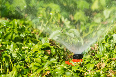 Close-up of wet plants