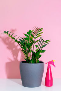 Close-up of potted plant against white background