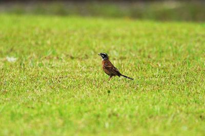 Bird perching on a field