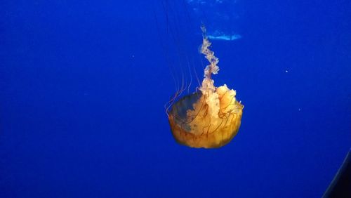 Close-up of jellyfish swimming in sea