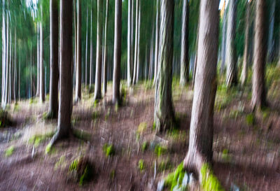 View of bamboo trees in forest