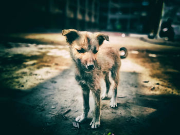 Portrait of dog standing on street in city