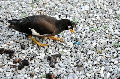 High angle view of bird on rock