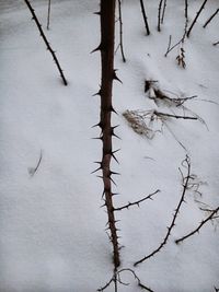 Snow covered bare trees