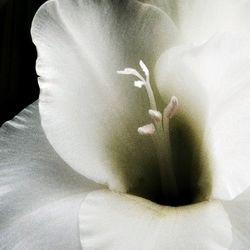 Close-up of white flowers