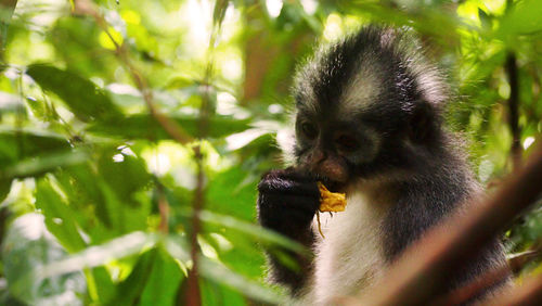 Close-up of monkey on tree branch