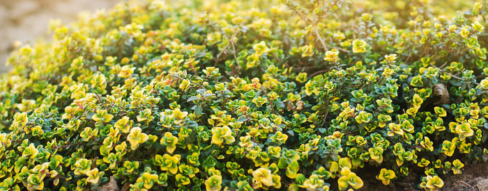 Yellow bush of lemon thyme. thymus citriodorus. perennial herb with a characteristic lemon 