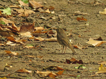 Close-up of bird on field