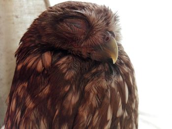 Close-up of a bird looking away