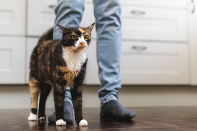 Portrait of cat sitting on hardwood floor