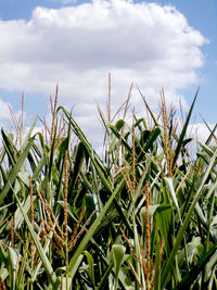 Close-up of crops growing on field against sky