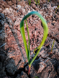 Close-up of plant growing on field