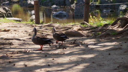 Flock of birds on the beach