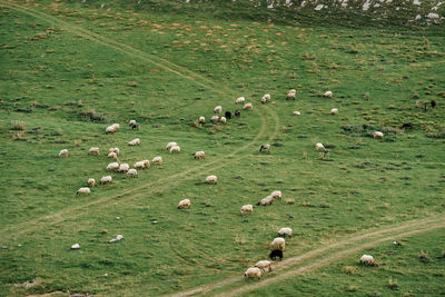 Flock of sheep grazing in a field