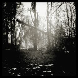 Silhouette of trees in forest during autumn