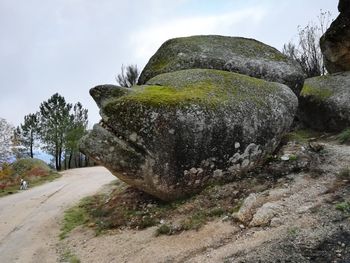 Moss growing on rock against sky