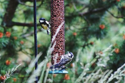 Great tits perching on bird feeder