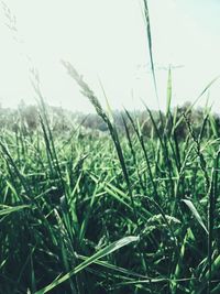 Close-up of grass on field against clear sky