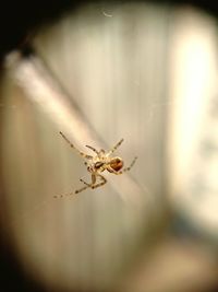 Close-up of spider on web