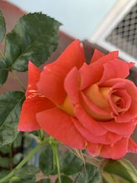 Close-up of rose flower