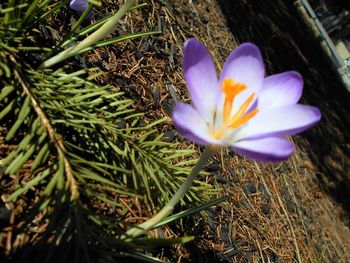 Close-up of purple flowers blooming outdoors