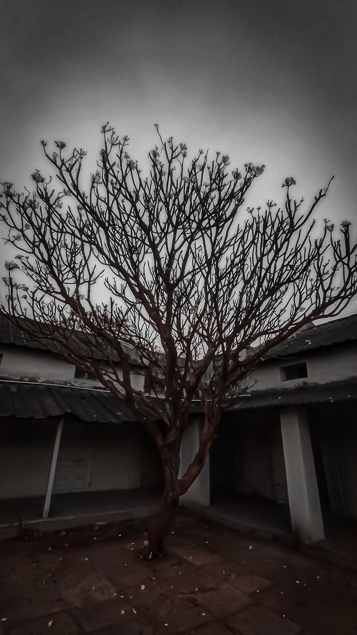 BARE TREE BY BUILDING AGAINST SKY IN CITY