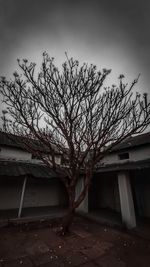 Bare tree by building against sky