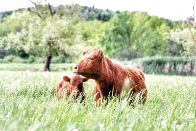 Mama and baby cow