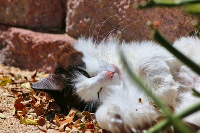 Close-up of a cat