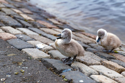 High angle view of birds