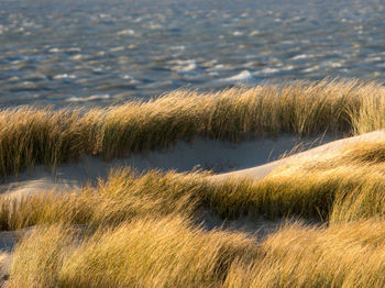 Grass growing on land