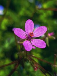 Close-up of butterfly on pink flowering plant