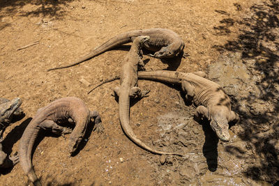 High angle view of lizard on land