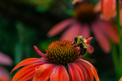 Close-up of bee on flower