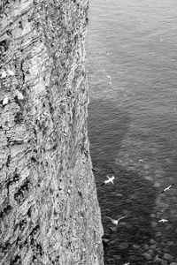 High angle view of bird on rock by sea