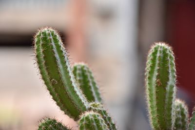 Close-up of succulent plant