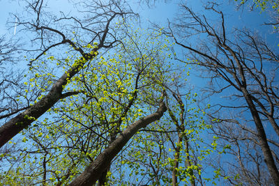 Low angle view of trees against sky