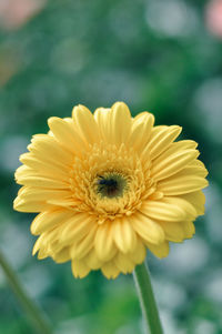 Close-up of yellow flower against blurred background