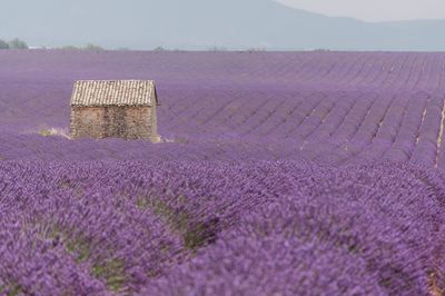Purple flowering plants on field