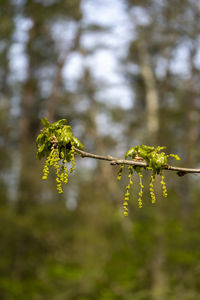 Close-up of plant against blurred background