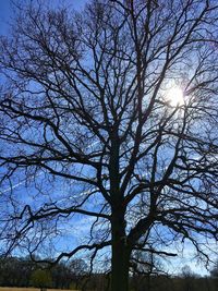Low angle view of bare tree against clear sky