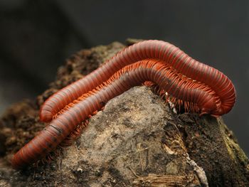 Close-up of caterpillar