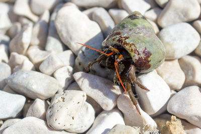 High angle view of hermit crab on stones